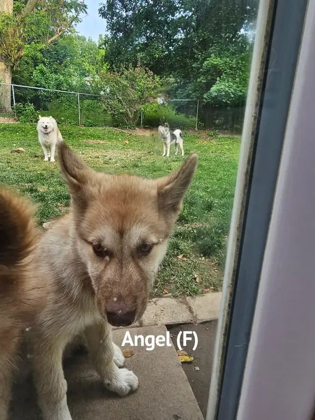 RARE: Canadian Eskimo Puppy - Angel (F) in Dogs & Puppies for Rehoming in Hamilton - Image 6
