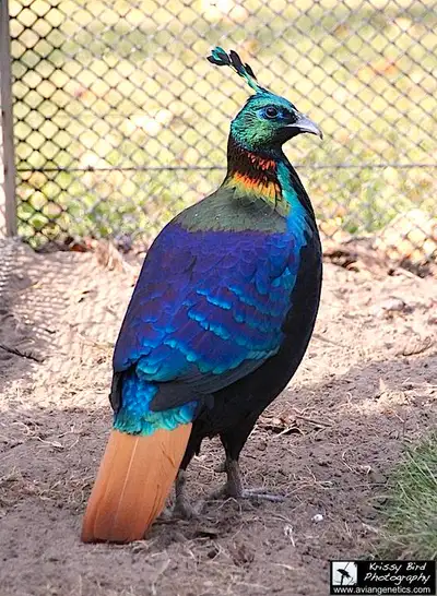 2023 Hatch Pheasants for Sale Near Devon, Alberta (Coloured) B, View more