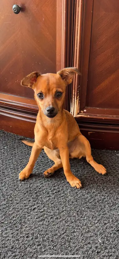 I have here a absolutely beautiful dear head chihuahua to re home she is 5 months old weighs 6 lbs s...