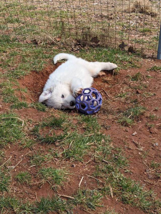Great Pyrenees in Dogs & Puppies for Rehoming in Truro - Image 3