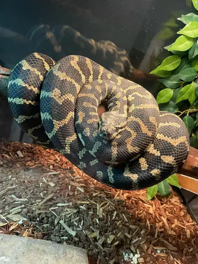 Moving away & have to sell my Snakes: Jungle Carpet Python Female. (8 years old) + 75 gallon tank &...