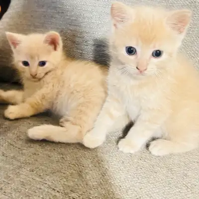 Chatons adorables , View more