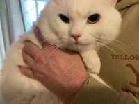  White male cat available for loving home…