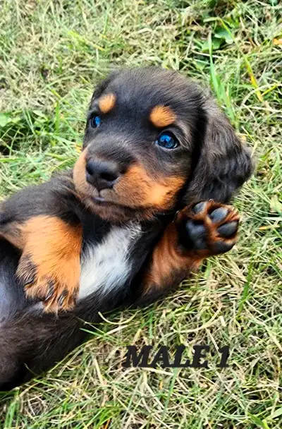Miniature Dachshund/ Cavalier King Charles Spaniel Puppies, View more