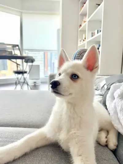 Blue-Eyed F1B Pomsky Puppy – Fully Equipped, First Shots Done, View more