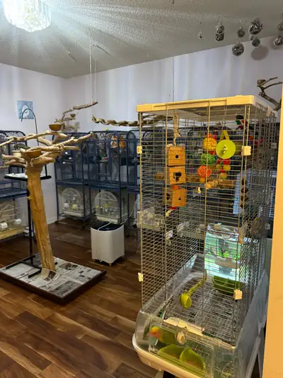 THESE BIRDS ARE NOT FOR SALE OR TRADE. THIS AD IS OFFERING TO LOOK AFTER YOUR BIRD/S WHILE YOU’RE AW...