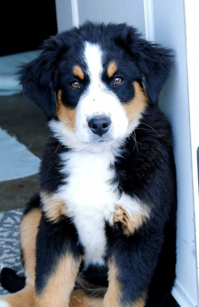 Bernese x Australian shepherd pups.  in Dogs & Puppies for Rehoming in Calgary - Image 2