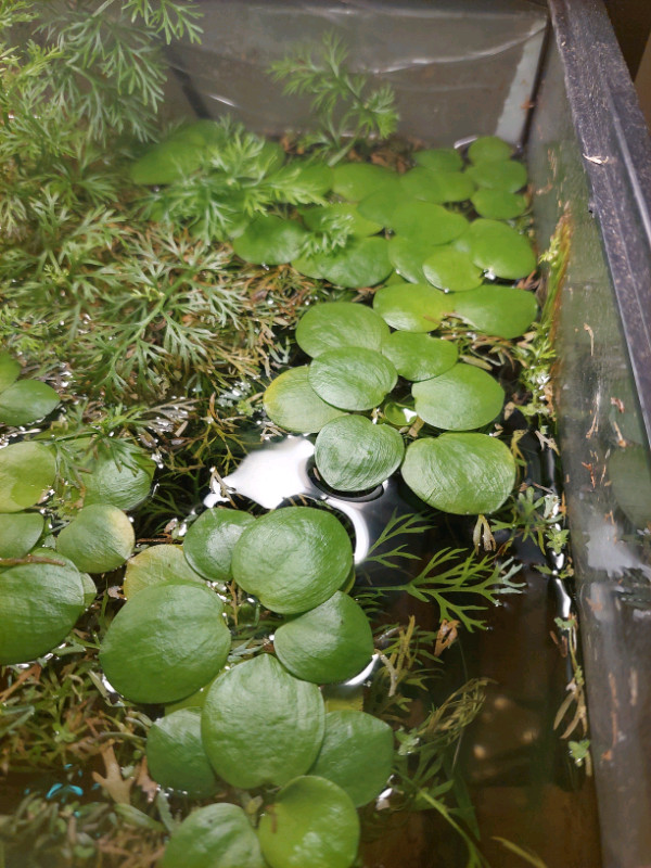 Frogbit plants dans Accessoires  à Ouest de l’Île - Image 3