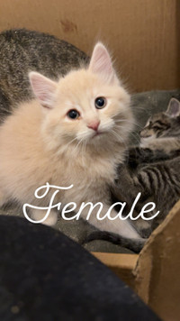 Adorable kittens ** PLEASE READ ENTIRE AD BEFORE MESSAGING**