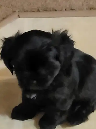 Shipoo puppies, View more