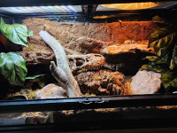 Gecko and tank