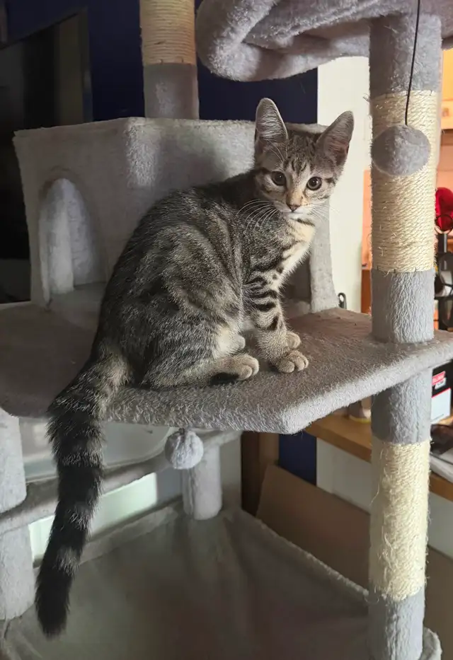 Kittens fore homing in Cats & Kittens for Rehoming in North Shore - Image 3