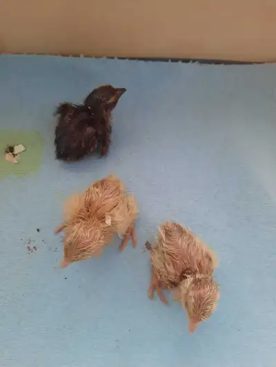 Quail chicks!, View more