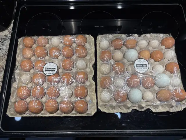 Farm Fresh Eggs (IN STOCK) in Livestock in St. Catharines - Image 3