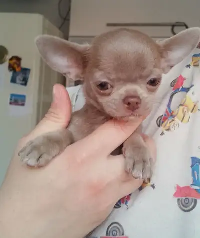 Apple head Chihuahua , View more