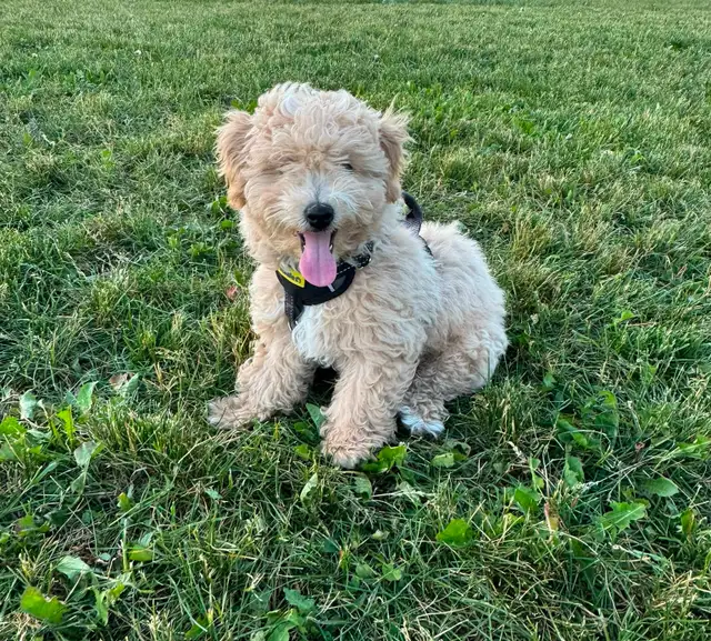 Adorable Male Bichon Poodle Puppy – Looking for a Loving Ho in Dogs & Puppies for Rehoming in Markham / York Region - Image 4