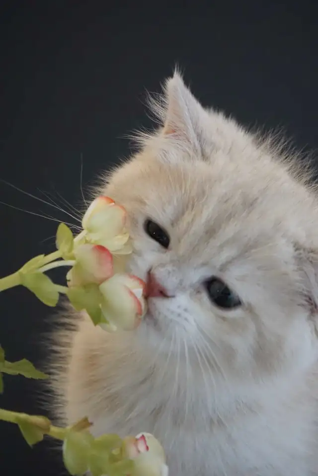 Purebred British shorthair kittens TICA. . in Cats & Kittens for Rehoming in City of Montréal - Image 2