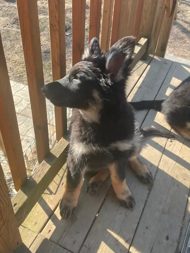 Berger Allemand Chiots/German Shepherd Puppies in Dogs & Puppies for Rehoming in Longueuil / South Shore - Image 4