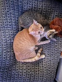 Forever home needed for 2 tabby cats  ‍⬛ 