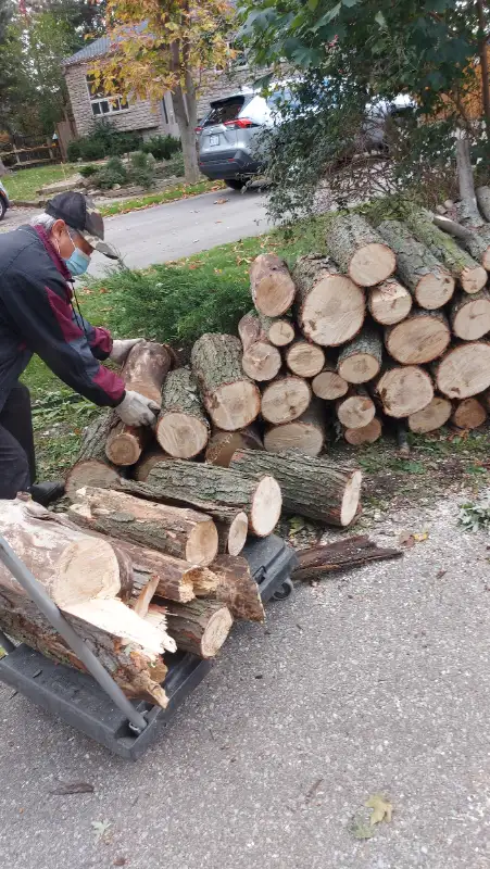 ISA ARBORIST - TREE SERVICES | STUMPS | CLEAN UP in Lawn, Tree Maintenance & Eavestrough in City of Toronto - Image 6