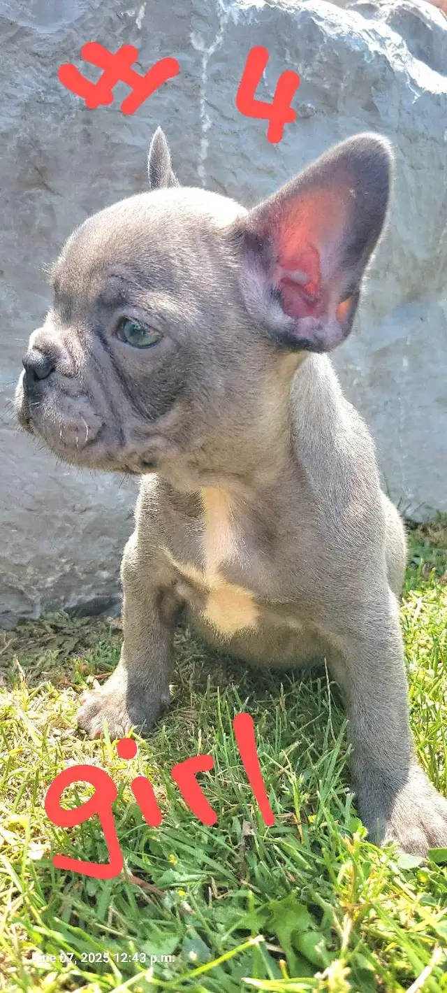 Quality French Bulldog Puppies in Dogs & Puppies for Rehoming in St. Catharines - Image 5