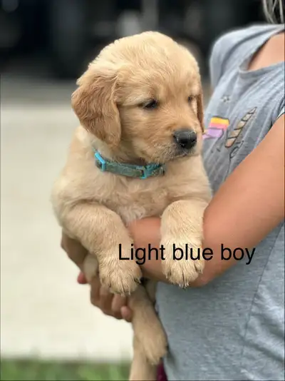 Golden Retriever Puppies ready July 25: 2 boys and 3 girls left!, View more