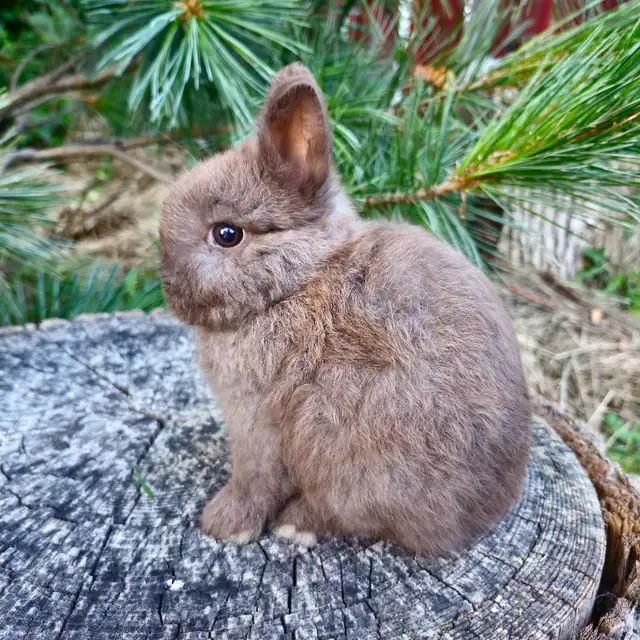 EXTRAORDINARY NETHERLAND DWARF BABY BUNNY RABBITS in Small Animals for Rehoming in City of Halifax - Image 7