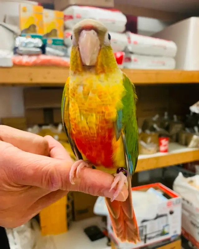 baby friendly handfed pinapple conure for sale at TT pets in Birds for Rehoming in Mississauga / Peel Region