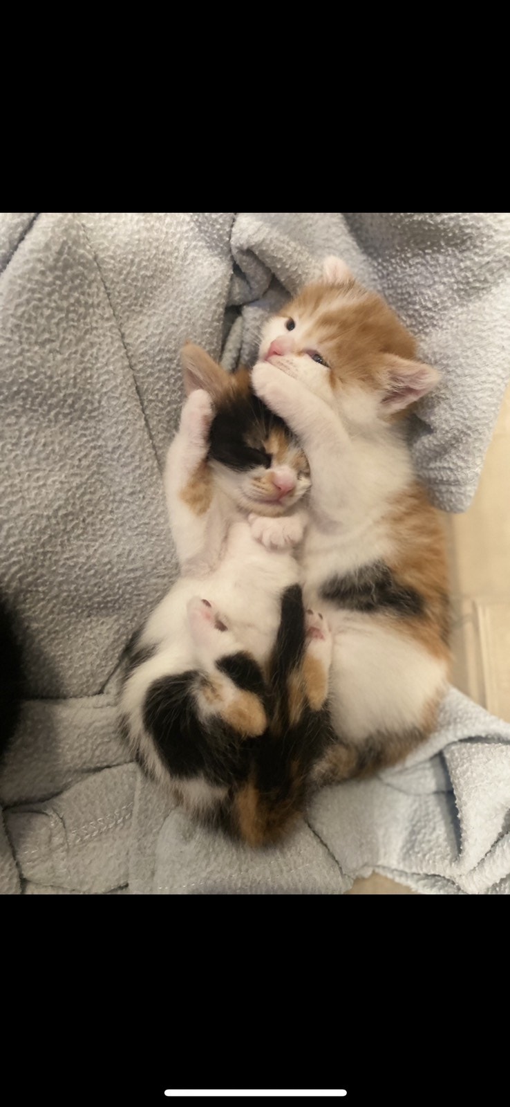 Kittens for Rehoming Cats & Kittens for Rehoming DowntownWest End