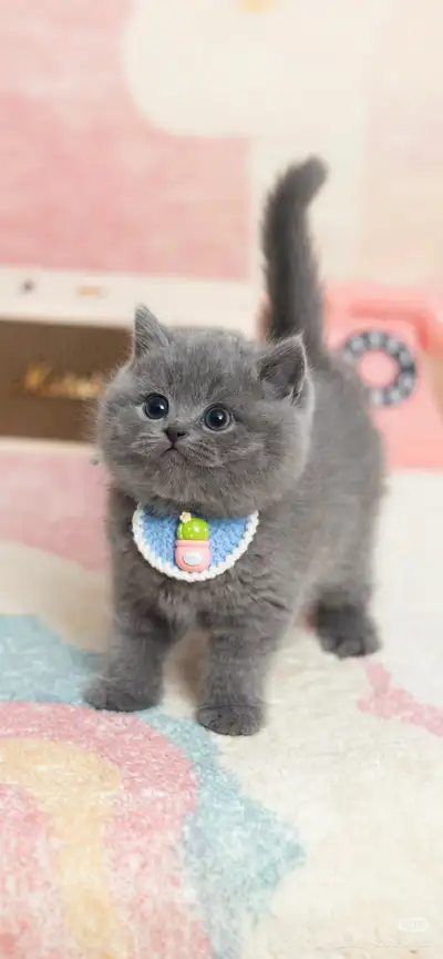 British Shorthair, View more