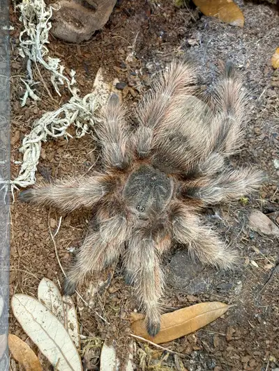 Brazilian Giant Blonde Tarantulas, View more