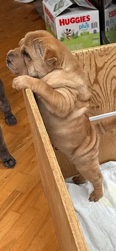 Chiots shar pei 5 mâles et une femelle née le 28 février cherche famille pour adoption