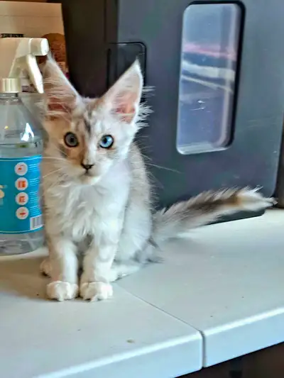 FEMALES ONLY Maine Coon Kittens TICA, View more