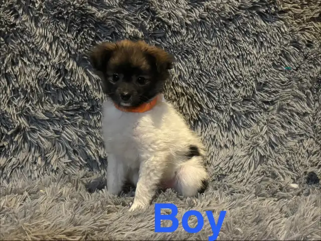 Pomeranian x Shih Tzu puppies in Dogs & Puppies for Rehoming in Strathcona County - Image 4