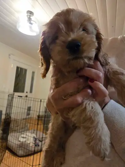 Kijiji cockapoo fashion puppies