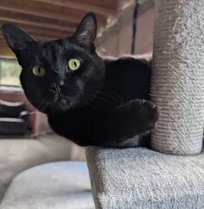 Female cat looking for forever home, View more