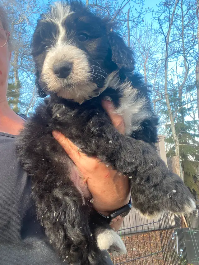 Bernedoodle puppies in Dogs & Puppies for Rehoming in Edmonton - Image 11