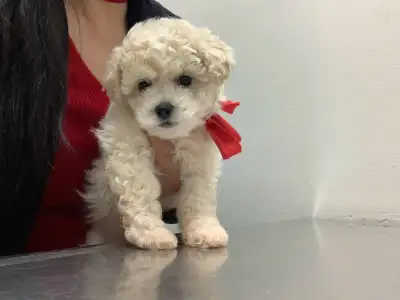 Purebred Bichon Frise, View more
