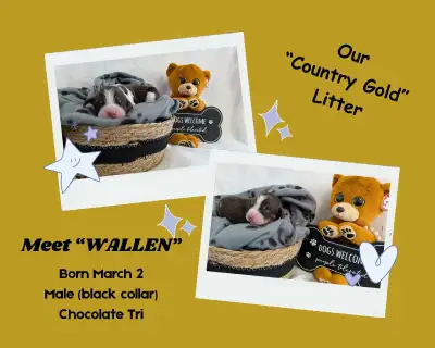 ENGLISH SPRINGER SPANIEL PUPPIES, View more