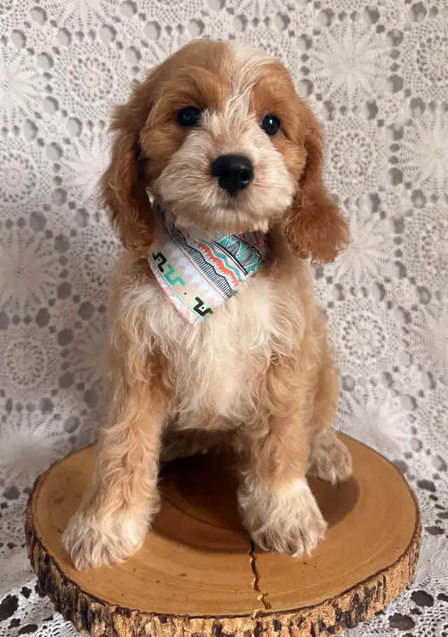 Tiny 3 mth old Cockapoo. Started training   ,Vacc x2 & chip. in Dogs & Puppies for Rehoming in Oakville / Halton Region - Image 6