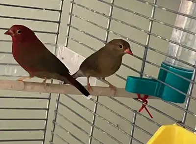 Very rare Fire Finch Couple! (Amarantes du Sénégal) Young and healthy. Delivery possible for Gatinea...