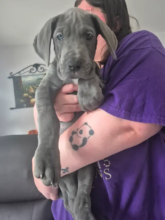 Great Dane Puppies in Dogs & Puppies for Rehoming in Sudbury - Image 10