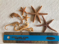 Starfish & Seahorses