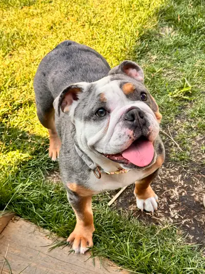Pure English Bulldog Puppies, View more