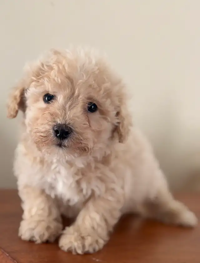 Tiny bichonpoo puppies in Dogs & Puppies for Rehoming in Mississauga / Peel Region - Image 5