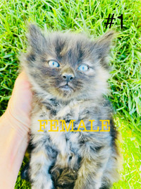 GORGEOUS MAINE COON CROSS KITTENS!!!