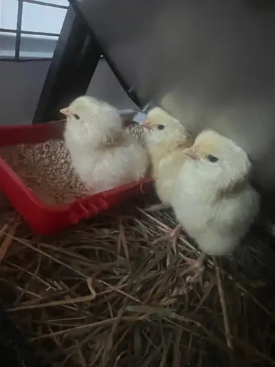 baby chicks , View more