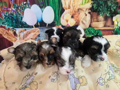 YORKSHIER TERRIER PUPPIES, View more