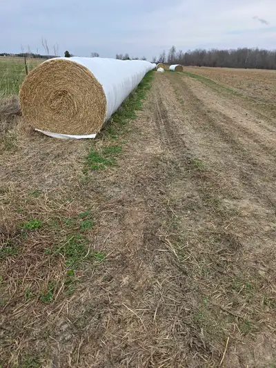 Straw for sale , View more