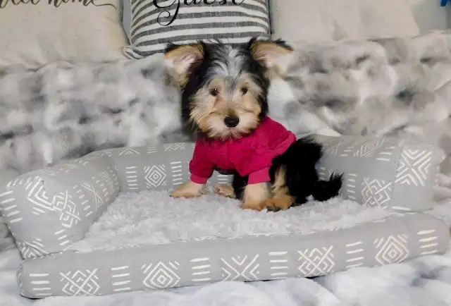 Tiny Toy Yorkie terrier puppy in Dogs & Puppies for Rehoming in City of Toronto - Image 5